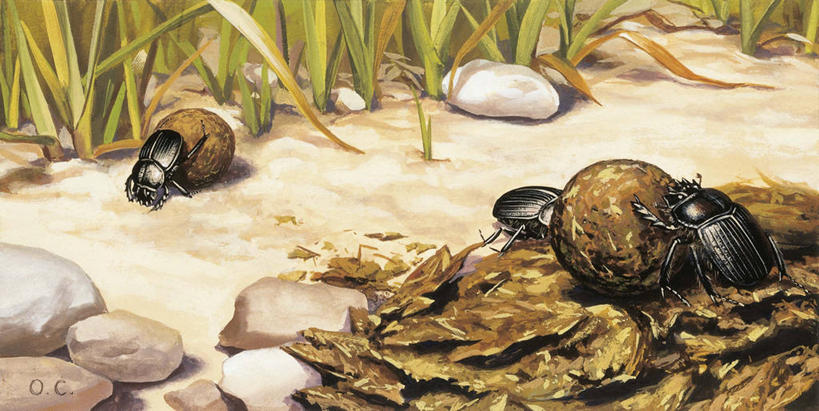 无人,横图,插画,数码,科技,三只,阴影,科学,网络,昆虫,高光,几何,计算机图形,合成,图画,画,球,翻滚,电脑合成图,数码合成图,生物学,合成图,节肢动物,漫画,写实,具体,具象,粪,彩图,动物行为,动物学