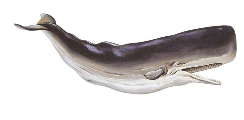 无人,横图,全景,插画,白色背景,侧面,数码,科技,哺乳动物,野生动物,阴影,科学,网络,高光,几何,计算机图形,合成,图画,画,白色,自然,动物,打开,鲸,环境,电脑合成图,数码合成图,生物学,开启,合成图,漫画,写实,具体,具象,鲸类,抹香鲸,彩图,动物学