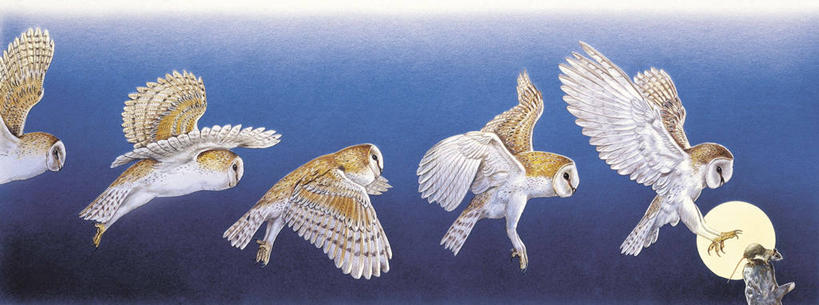 无人,横图,全景,插画,室外,夜晚,侧面,重复,数码,科技,猫头鹰,野生动物,阴影,科学,网络,鸟类,捕食,高光,几何,计算机图形,合成,图画,飞,画,自然,动物,两只,环境,电脑合成图,数码合成图,生物学,合成图,进攻,漫画,谷仓枭,写实,具体,具象,彩图,动物学