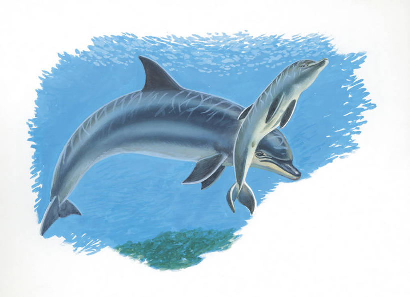 无人,横图,插画,室外,白色背景,数码,科技,水下,海洋,水,哺乳动物,野生动物,阴影,科学,网络,高光,几何,计算机图形,合成,图画,画,白色,自然,动物,两只,环境,电脑合成图,数码合成图,生物学,合成图,漫画,写实,具体,具象,真海豚,彩图,动物学