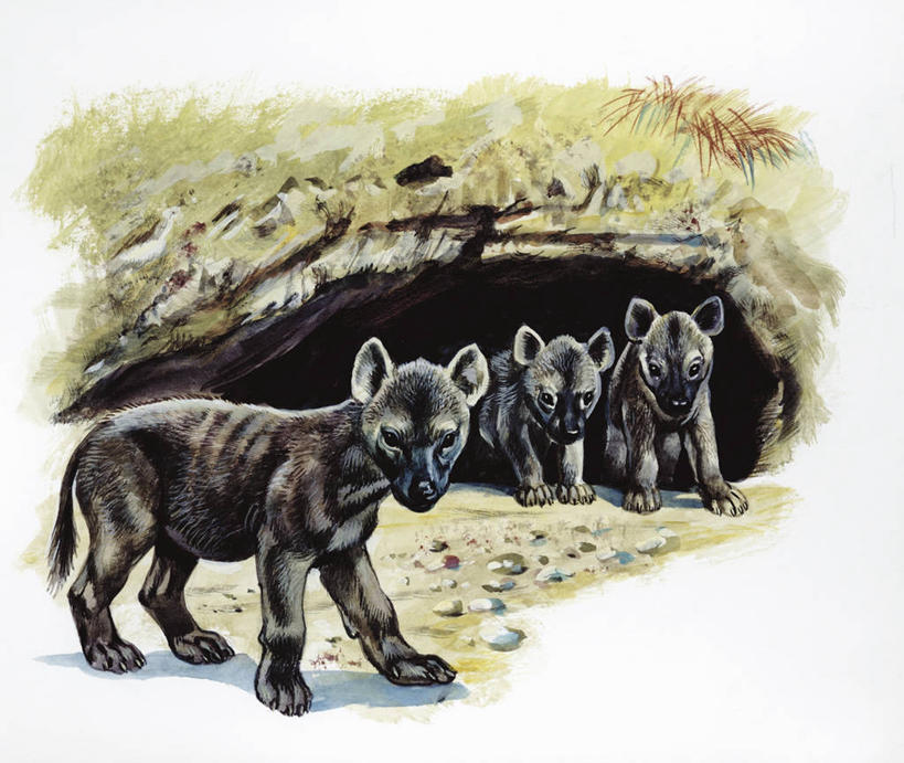 无人,站,横图,插画,室外,白色背景,数码,科技,哺乳动物,野生动物,三只,阴影,科学,网络,沙子,高光,几何,计算机图形,合成,图画,画,白色,自然,动物,洞穴,环境,电脑合成图,数码合成图,生物学,合成图,野狗,漫画,鬣狗,写实,具体,具象,斑点土狼,彩图,动物学