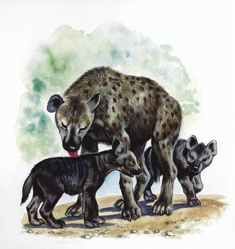 无人,站,竖图,方图,插画,室外,白色背景,数码,科技,哺乳动物,野生动物,三只,阴影,科学,网络,高光,几何,计算机图形,合成,图画,画,白色,自然,动物,舔,清理,环境,电脑合成图,数码合成图,生物学,合成图,关爱,野狗,漫画,鬣狗,写实,具体,具象,斑点土狼,彩图,动物学