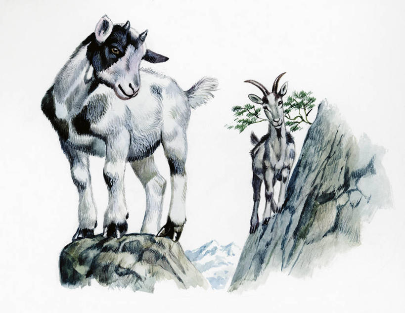 无人,横图,插画,室外,白色背景,数码,科技,山,哺乳动物,野生动物,阴影,科学,网络,高光,几何,计算机图形,合成,图画,画,白色,自然,动物,两只,环境,电脑合成图,数码合成图,生物学,合成图,漫画,偶蹄目,写实,具体,具象,家山羊,岩石,山羊,彩图,动物学