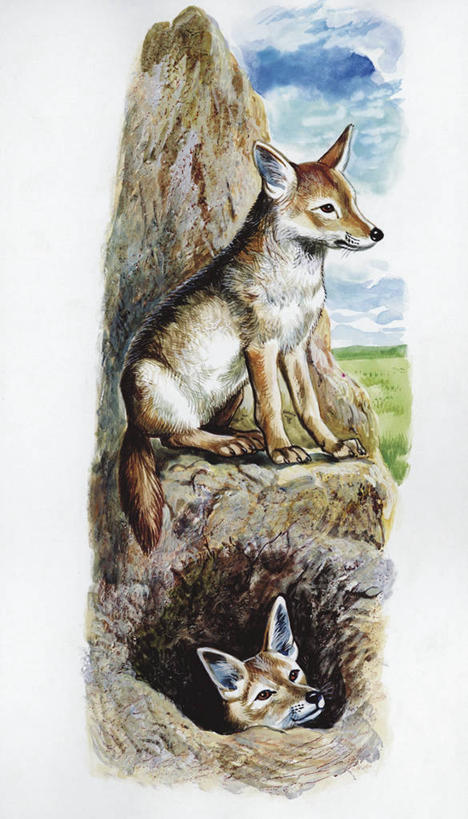 无人,竖图,全景,插画,室外,白天,白色背景,数码,科技,哺乳动物,野生动物,阴影,科学,网络,高光,几何,计算机图形,合成,图画,画,白色,自然,动物,两只,洞穴,环境,电脑合成图,数码合成图,生物学,合成图,野狗,豺,漫画,写实,具体,具象,黑背豺,彩图,动物学