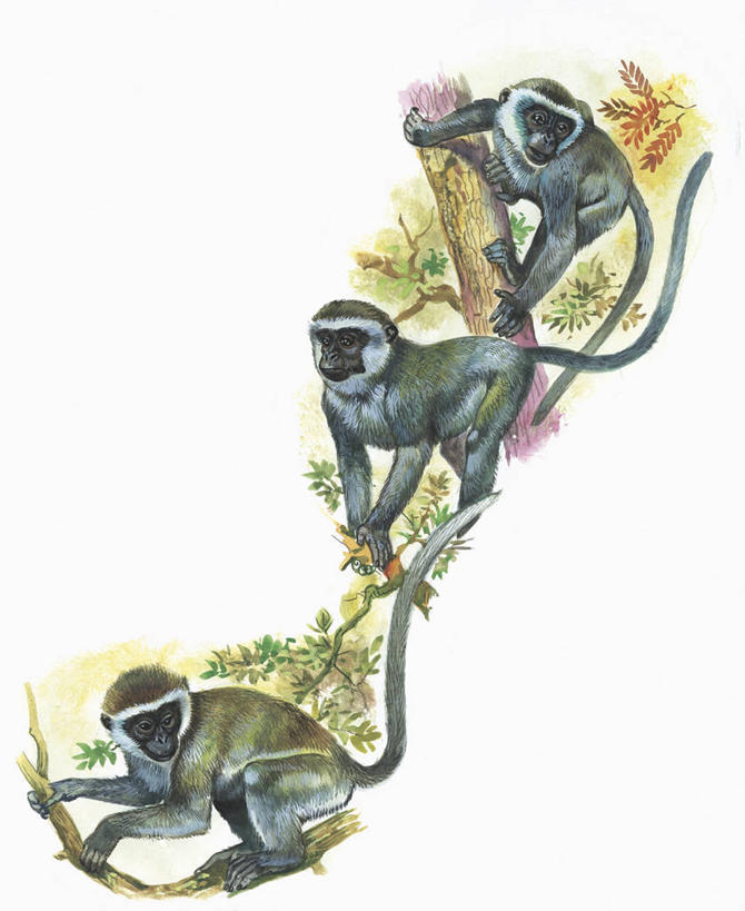 无人,竖图,插画,室外,白天,白色背景,数码,科技,哺乳动物,野生动物,猴子,三只,阴影,科学,网络,枝,高光,几何,计算机图形,合成,图画,画,树,白色,自然,动物,环境,电脑合成图,数码合成图,生物学,合成图,漫画,灵长目,长尾猴,写实,具体,具象,彩图,动物学