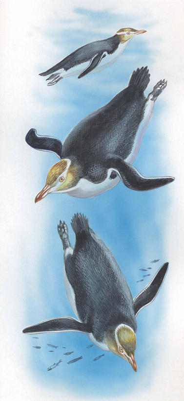 游泳,无人,竖图,全景,插画,室外,白天,白色背景,数码,科技,水下,海洋,水,企鹅,野生动物,三只,阴影,科学,网络,鸟类,高光,几何,计算机图形,合成,图画,画,白色,自然,动物,环境,电脑合成图,数码合成图,生物学,合成图,漫画,写实,具体,具象,黄眼企鹅,彩图,动物学