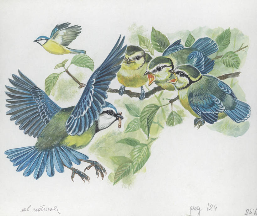 无人,横图,插画,室外,白天,白色背景,数码,科技,野生动物,阴影,科学,网络,鸟类,山雀,枝,高光,几何,计算机图形,合成,图画,飞,画,树,白色,自然,动物,栖息,五只,环境,电脑合成图,数码合成图,生物学,合成图,漫画,写实,具体,具象,喂养,蓝山雀,彩图,动物学