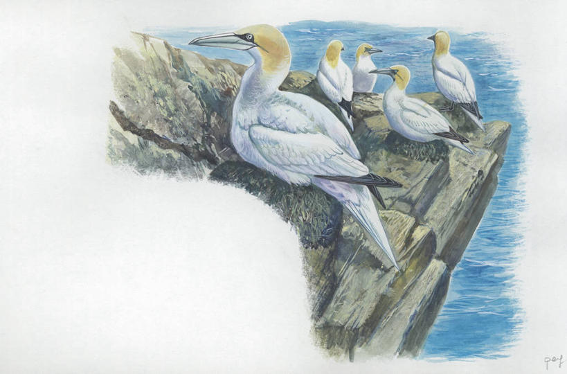 无人,横图,插画,室外,白天,白色背景,数码,科技,海洋,水,野生动物,阴影,科学,网络,鸟类,悬崖,高光,几何,计算机图形,合成,图画,画,白色,自然,动物,环境,电脑合成图,数码合成图,生物学,合成图,漫画,写实,具体,具象,鲣鸟,北方鲣鸟,岩石,彩图,动物学