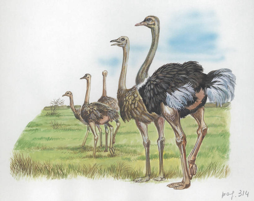 无人,站,横图,插画,室外,白天,留白,旅游,度假,绘画,数码,科技,美景,野生动物,鸵鸟,一排,阴影,艺术,整齐,科学,网络,地平线,景观,辽阔,地面,高光,几何,计算机图形,古典,合成,图画,文化,娱乐,画,草,排列,天空,自然,动物,工艺品,品味,享受,休闲,广阔,景色,放松,颜料,一望无际,环境,美术,电脑合成图,数码合成图,生物学,高雅,合成图,队列,自然风光,延伸,漫画,天地相交,写实,具体,具象,美学,无边无际,一马平川,彩图,动物学