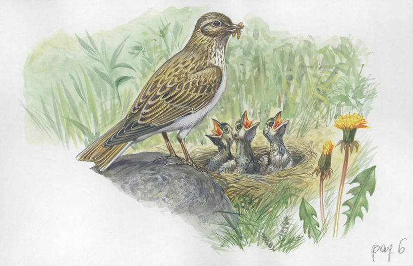 无人,坐,吃,横图,插画,室外,白天,留白,旅游,度假,绘画,数码,科技,美景,野生动物,四只,阴影,艺术,科学,网络,鸟类,鸟巢,景观,野花,高光,几何,计算机图形,古典,合成,小鸟,图画,文化,娱乐,画,草,花,自然,动物,工艺品,品味,享受,休闲,景色,放松,颜料,环境,美术,电脑合成图,数码合成图,生物学,高雅,合成图,自然风光,漫画,蚯蚓,写实,具体,具象,美学,喂养,百灵鸟,彩图,环节动物,动物学