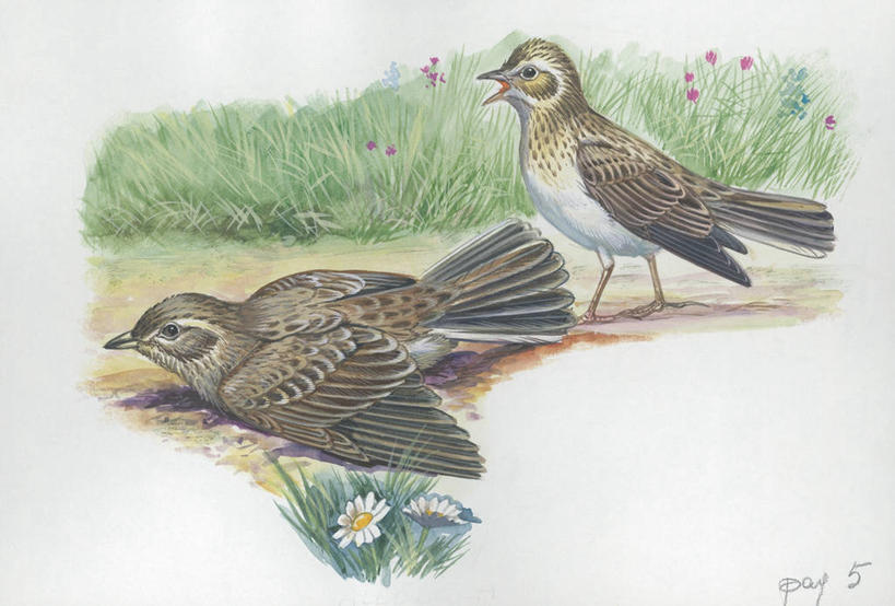 无人,站,坐,横图,插画,室外,白天,留白,旅游,度假,绘画,数码,科技,美景,野生动物,阴影,艺术,科学,网络,鸟类,景观,野花,高光,几何,计算机图形,古典,合成,图画,文化,娱乐,画,草,花,自然,动物,工艺品,品味,两只,享受,休闲,景色,放松,颜料,环境,美术,电脑合成图,数码合成图,生物学,高雅,合成图,自然风光,漫画,写实,具体,具象,美学,炫耀,百灵鸟,彩图,动物学