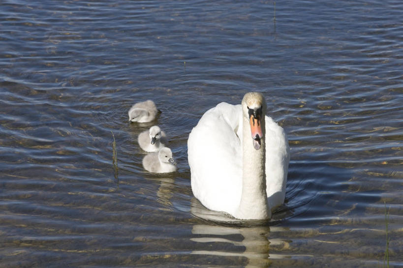 游泳,无人,横图,室外,白天,湖,水,太阳,野生动物,天鹅,欧洲,拉脱维亚,四只,一排,整齐,科学,流水,排列,自然,动物,摄影,环境,生物学,队列,榜样,彩图,波罗的海三国,动物学