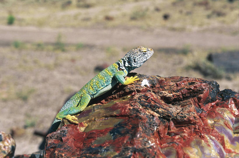 无人,躺,横图,彩色,室外,白天,侧面,野生动物,蜥蜴,美国,科学,自然,动物,摄影,五颜六色,环境,色彩斑斓,生物学,亚利桑那,国家公园,圆木,五彩缤纷,五彩斑斓,惊骇,五光十色,石化森林国家公园,彩图,化石林国家公园,动物学