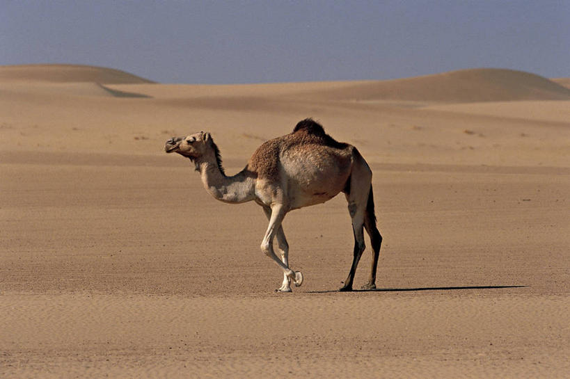 无人,横图,室外,白天,侧面,沙漠,哺乳动物,野生动物,也门,亚洲,科学,地平线,辽阔,地面,骆驼,风景,自然,动物,广阔,运输,摄影,一望无际,环境,生物学,延伸,将军,偶蹄目,沙漠之舟,天地相交,单峰骆驼,无边无际,一马平川,自然地理,阿拉伯,步行,彩图,独处,动物学