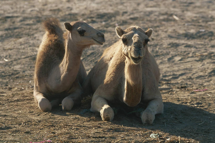 无人,横图,室外,白天,哺乳动物,野生动物,也门,亚洲,并排,科学,骆驼,自然,动物,两只,运输,摄影,环境,生物学,将军,偶蹄目,沙漠之舟,单峰骆驼,自然地理,阿拉伯,彩图,动物学,挨着