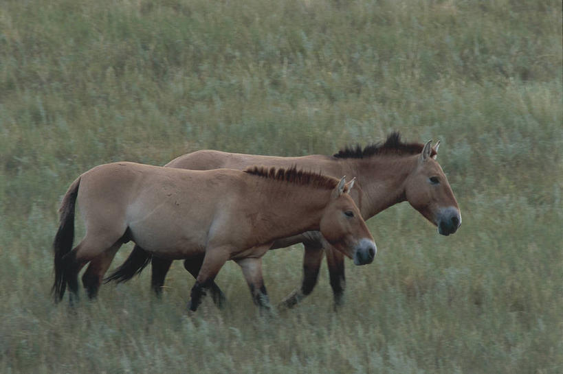 无人,横图,室外,白天,侧面,哺乳动物,马,貘,野生动物,蒙古,亚洲,科学,田地,草,自然,动物,两只,运输,摄影,牲畜,环境,生物学,国家公园,东亚,将军,自然地理,彩图,动物学,郊野公园