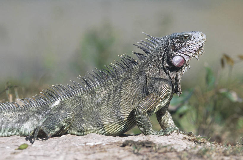 无人,站,横图,室外,白天,侧面,野生动物,蜥蜴,委内瑞拉,科学,鬣蜥,自然,动物,南美,摄影,部分,环境,生物学,拉丁美洲,绿鬣蜥,石龙子,泉龙,猪婆蛇,四脚蛇,蜴,彩图,动物学