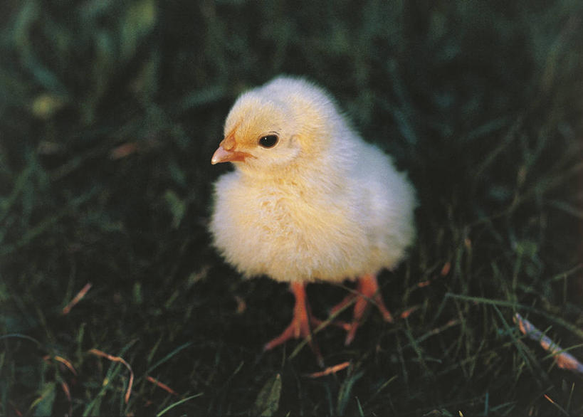 无人,横图,室外,白天,野生动物,科学,鸟类,草,自然,动物,摄影,环境,生物学,公鸡,彩图,鸡形目,动物学