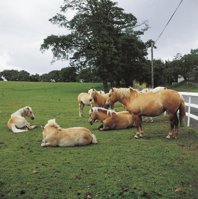 无人,站,坐,竖图,方图,室外,白天,旅游,度假,美景,哺乳动物,马,貘,野生动物,科学,景观,田地,娱乐,草,树,自然,动物,享受,休闲,米色,家畜,景色,放松,运输,摄影,牲畜,环境,生物学,自然风光,驹,彩图,动物学