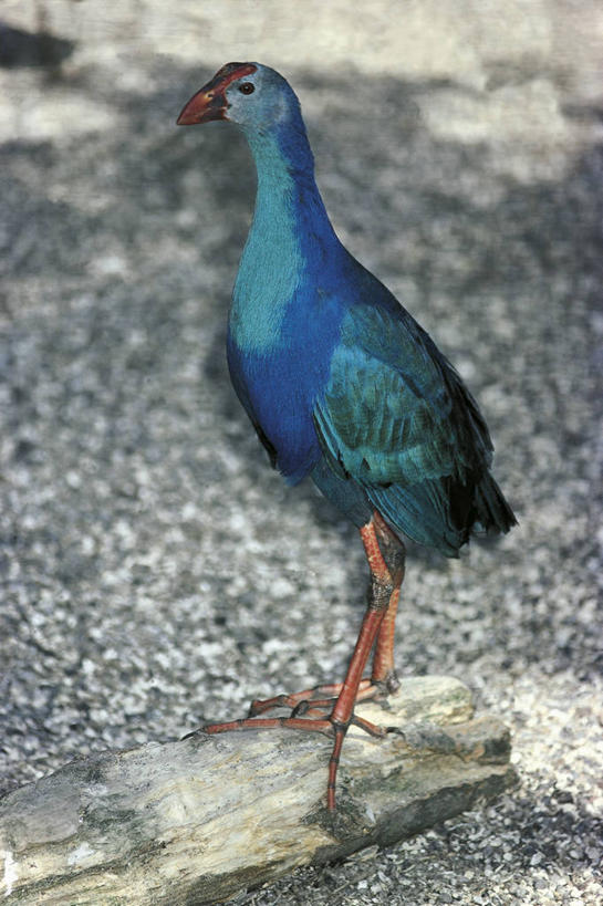 无人,站,竖图,室外,白天,野生动物,科学,鸟类,自然,动物,摄影,环境,生物学,圆木,黑水鸡,彩图,动物学