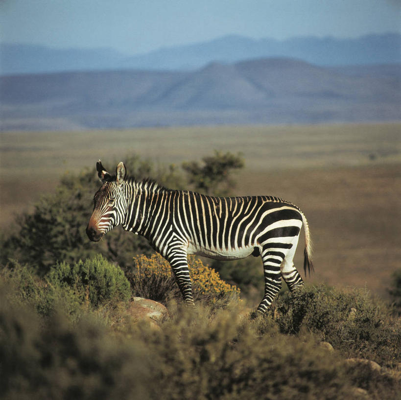 西方人,无人,横图,方图,室外,白天,侧面,草原,山,斑马,哺乳动物,貘,野生动物,欧洲,非洲,南非,黑人,欧洲人,条纹,科学,自然,动物,摄影,灌木,环境,生物学,式样,自然地理,非洲人,彩图,动物学