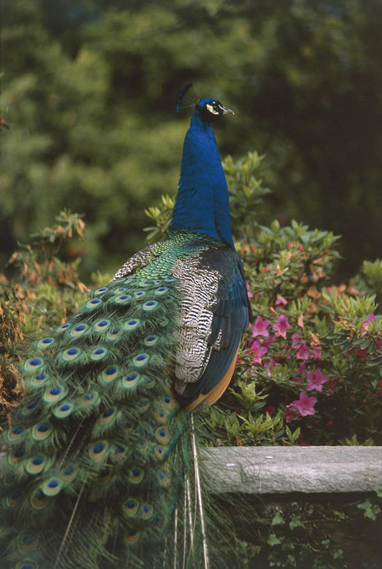 无人,竖图,室外,白天,孔雀,野生动物,科学,鸟类,栅栏,篱笆,花,自然,动物,摄影,环境,生物学,近景,热带鸟,彩图,鸡形目,动物学