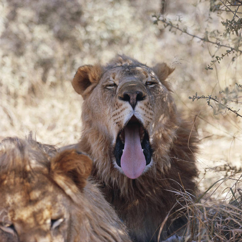 脸,头,脸颊,无人,竖图,方图,室外,特写,白天,懒惰,哺乳动物,野生动物,狮子,科学,肩膀,自然,动物,打哈欠,打开,张嘴,两只,疲倦,摄影,环境,生物学,疲劳,开启,疲惫,猫科动物,困乏,张大嘴巴,疲乏,委顿,疲困,疲顿,疲钝,倦怠,怠倦,头部,脸部,脸蛋,面部,张开嘴,彩图,动物学
