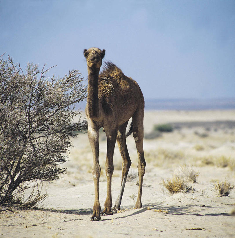 无人,竖图,方图,室外,白天,正面,哺乳动物,野生动物,科学,骆驼,自然,动物,摄影,环境,生物学,偶蹄目,单峰骆驼,彩图,动物学