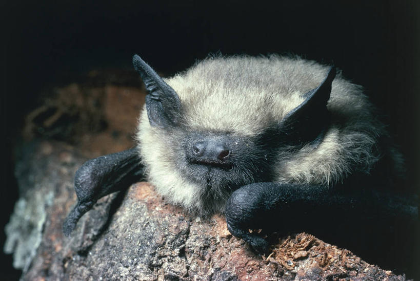 无人,横图,室外,夜晚,蝙蝠,哺乳动物,野生动物,科学,自然,动物,摄影,环境,生物学,半身,彩图,动物学