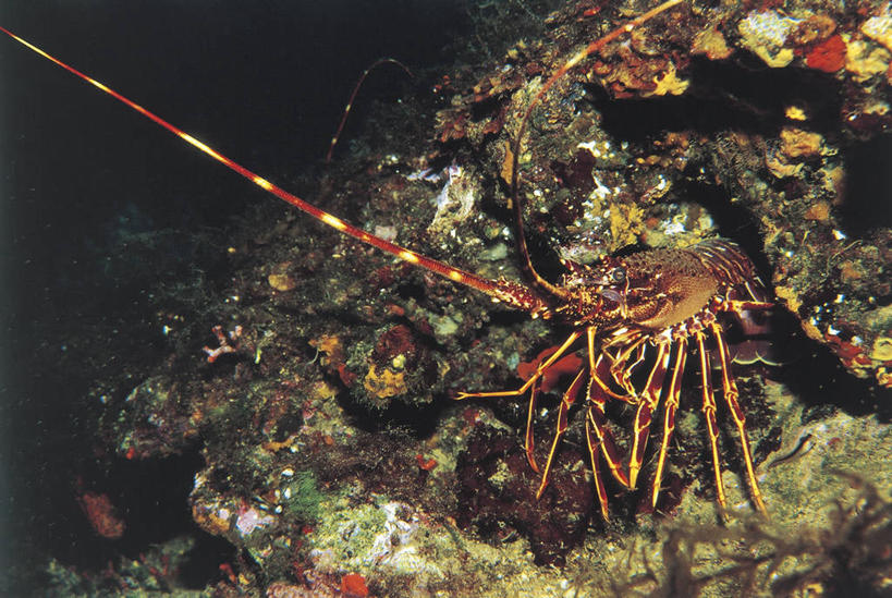 龙虾,无人,横图,室外,白天,水下,野生动物,科学,自然,动物,摄影,环境,生物学,节肢动物,甲壳动物,彩图,动物学