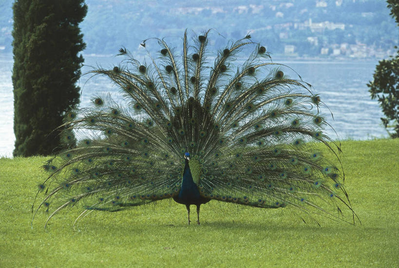 无人,站,横图,室外,白天,正面,孔雀,野生动物,羽毛,意大利,科学,鸟类,尾巴,岛,草,自然,动物,摄影,环境,生物学,南欧,出示,热带鸟,都灵省,彩图,动物学