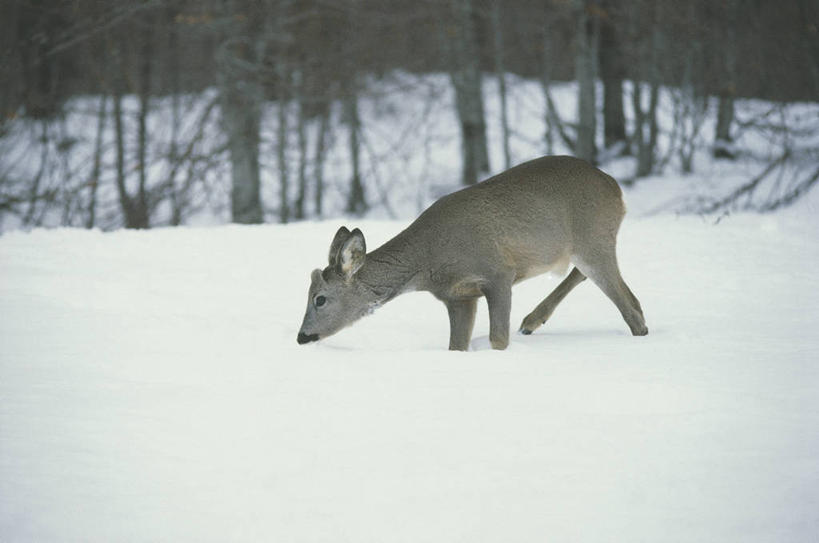 无人,横图,室外,白天,侧面,雪,哺乳动物,鹿,野生动物,科学,冬天,自然,动物,可爱,摄影,活泼,环境,生物学,偶蹄目,狍,彩图,独处,动物学