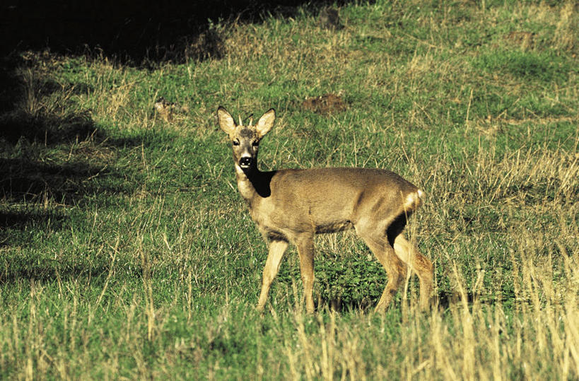 无人,站,横图,室外,白天,侧面,草地,哺乳动物,鹿,野生动物,科学,田地,草,自然,动物,摄影,环境,生物学,偶蹄目,狍,彩图,动物学