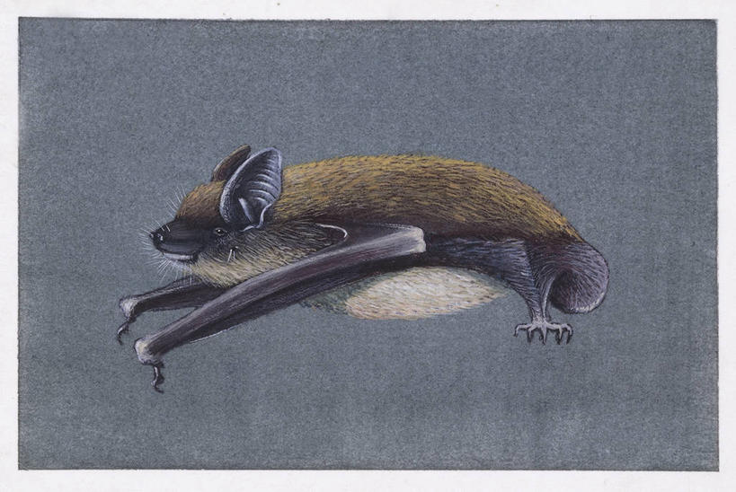 无人,横图,插画,侧面,数码,科技,蝙蝠,哺乳动物,野生动物,阴影,科学,网络,半空,高光,几何,计算机图形,合成,图画,画,灰色,自然,动物,环境,电脑合成图,数码合成图,生物学,合成图,漫画,写实,具体,具象,彩图,动物学