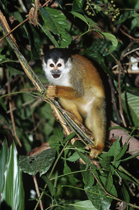 无人,攀登,竖图,室外,白天,时尚,哺乳动物,野生动物,猴子,叶子,枝,树,自然,动物,t台,摄影,环境,生物学,户外活动,灵长目,松鼠猴,时装表演,时装秀,t型台,走秀,红背松鼠猴,彩图,动物学