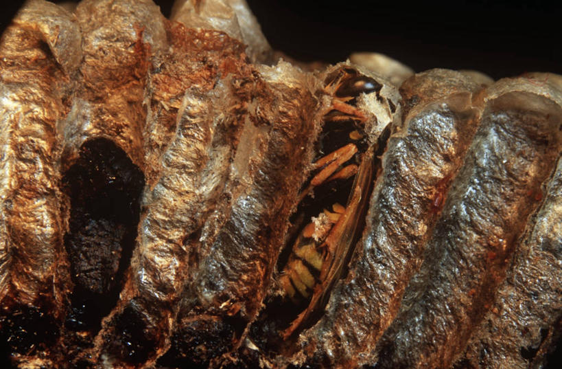 无人,横图,室外,特写,白天,时尚,野生动物,科学,昆虫,自然,动物,t台,生物,摄影,环境,生物学,节肢动物,黄蜂,益虫,时装表演,时装秀,t型台,走秀,彩图,动物学