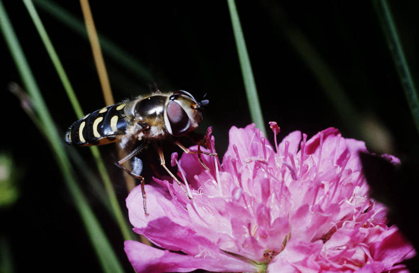 无人,横图,室外,特写,白天,侧面,时尚,野生动物,黑色背景,科学,昆虫,花,黑色,自然,动物,t台,生物,摄影,环境,生物学,节肢动物,益虫,食蚜蝇,时装表演,时装秀,t型台,走秀,彩图,动物学