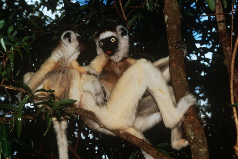 无人,坐,横图,室外,白天,时尚,哺乳动物,猴,野生动物,猴子,非洲,马达加斯加,科学,枝,树,自然,动物,两只,t台,可爱,摄影,活泼,环境,生物学,狐猴,灵长目,阿非利加洲,东非,马达加斯加共和国,时装表演,时装秀,t型台,走秀,彩图,原猴,动物学