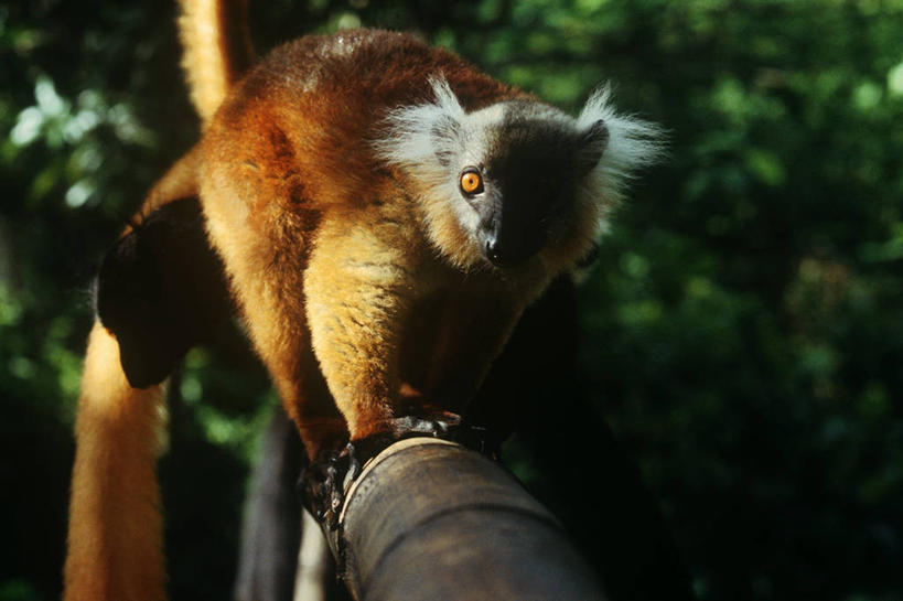 无人,站,横图,室外,白天,正面,时尚,哺乳动物,野生动物,马达加斯加,科学,枝,自然,动物,t台,摄影,环境,生物学,狐猴,黑狐猴,灵长目,东非,时装表演,时装秀,t型台,走秀,彩图,原猴,动物学