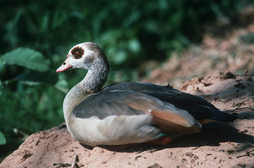 无人,坐,横图,室外,白天,侧面,时尚,鹅,野生动物,肯尼亚,科学,鸟类,自然,动物,t台,摄影,环境,生物学,野生动物保护区,东非,埃及雁,时装表演,时装秀,t型台,走秀,彩图,动物学