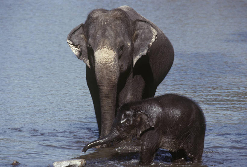 无人,站,横图,室外,白天,时尚,哺乳动物,野生动物,湿,科学,自然,动物,两只,t台,摄影,环境,生物学,亚洲象,时装表演,时装秀,t型台,走秀,象,彩图,动物学