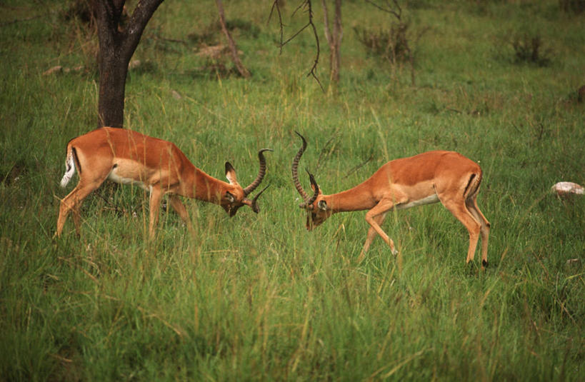无人,站,横图,室外,白天,侧面,时尚,哺乳动物,野生动物,对抗,冲突,科学,羚羊,草,自然,动物,两只,面对面,t台,摄影,环境,生物学,打斗,偶蹄目,黑斑羚,时装表演,时装秀,t型台,走秀,彩图,动物学