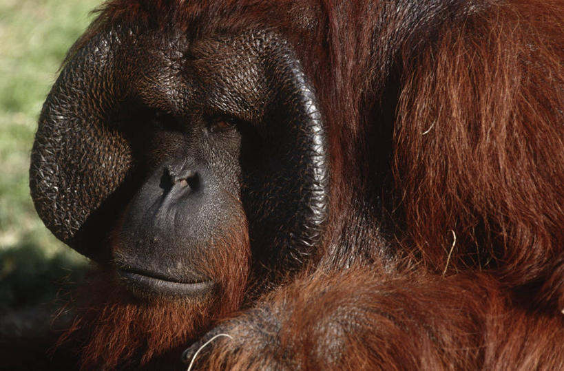 无人,横图,室外,特写,白天,时尚,哺乳动物,野生动物,印度尼西亚,自然,动物,t台,摄影,环境,生物学,国家公园,猿,苏门答腊猩猩,婆罗洲岛,婆罗洲猩猩,时装表演,时装秀,t型台,走秀,彩图,动物学,郊野公园