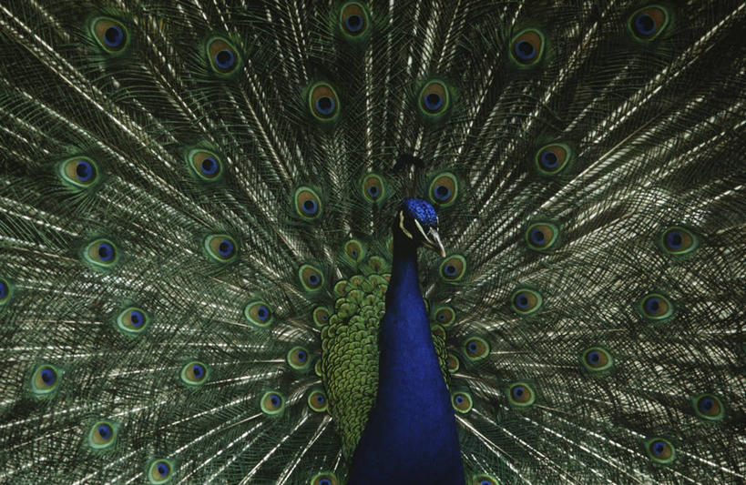 无人,横图,室外,白天,时尚,孔雀,野生动物,羽毛,科学,鸟类,自然,动物,t台,摄影,部分,环境,生物学,热带鸟,时装表演,时装秀,t型台,走秀,半身,彩图,鸡形目,动物学