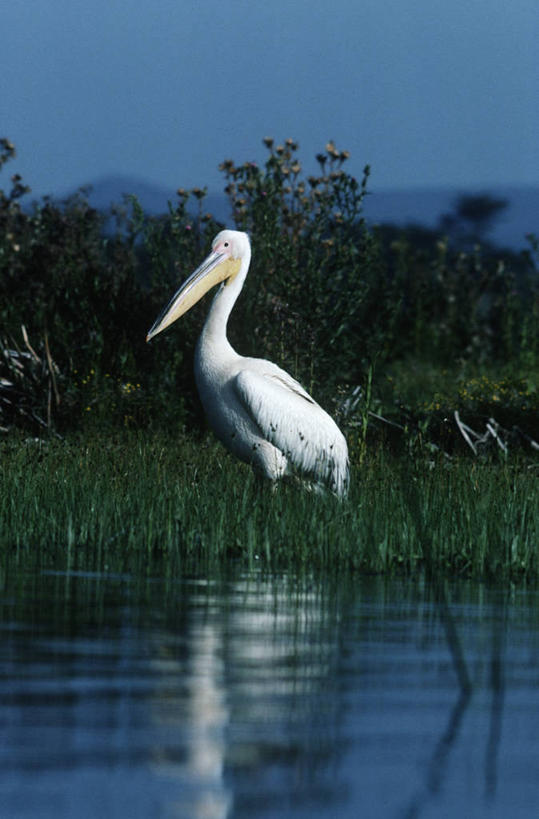 无人,站,竖图,室外,白天,侧面,时尚,湖,海鸟,野生动物,科学,鸟类,自然,动物,t台,摄影,环境,水禽,生物学,鹈鹕,白鹈鹕,美洲白鹈鹕,时装表演,时装秀,t型台,走秀,彩图,动物学