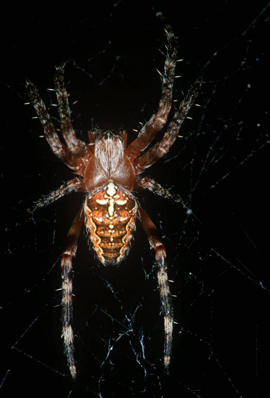 无人,竖图,室外,特写,夜晚,时尚,野生动物,黑色背景,科学,蜘蛛,蜘蛛网,黑色,自然,动物,t台,生物,摄影,环境,生物学,节肢动物,花园蜘蛛,时装表演,时装秀,t型台,走秀,彩图,动物学