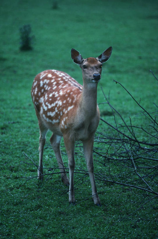 无人,站,竖图,室外,白天,时尚,哺乳动物,鹿,野生动物,科学,田地,自然,动物,t台,可爱,摄影,活泼,环境,生物学,偶蹄目,时装表演,时装秀,t型台,走秀,梅花鹿,彩图,动物学