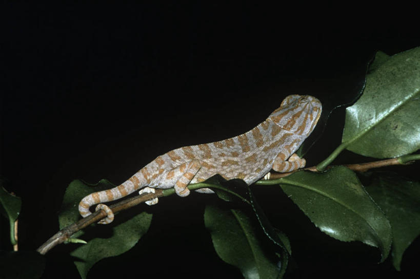 无人,坐,横图,室外,夜晚,侧面,时尚,植物,变色龙,野生动物,蜥蜴,叶子,科学,自然,动物,t台,摄影,环境,生物学,时装表演,时装秀,t型台,走秀,彩图,动物学