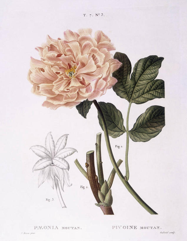 无人,竖图,白色背景,植物,叶子,科学,枝,花,白色,自然,摄影,环境,生物学,嫩枝,牡丹,彩图