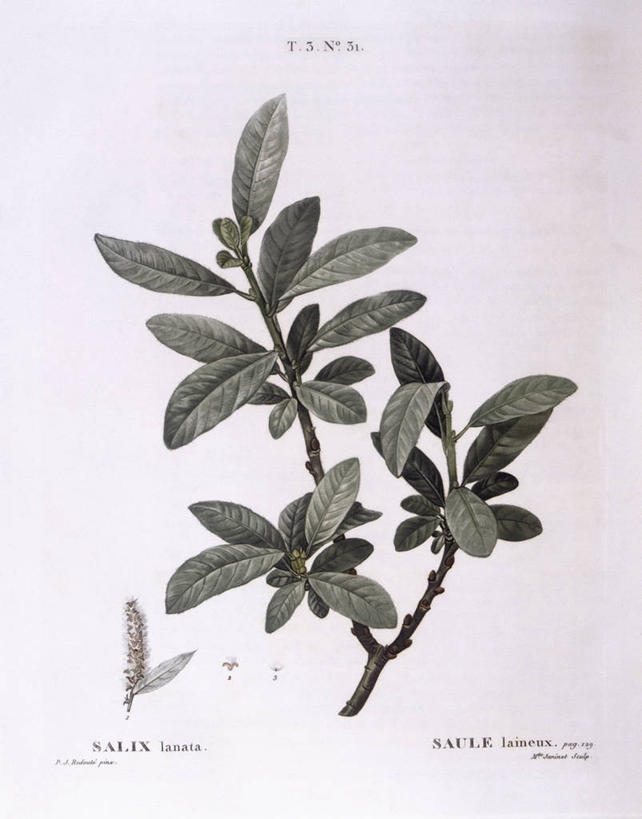 无人,竖图,白色背景,植物,柳树,叶子,科学,枝,白色,自然,摄影,环境,生物学,落叶树,嫩枝,彩图